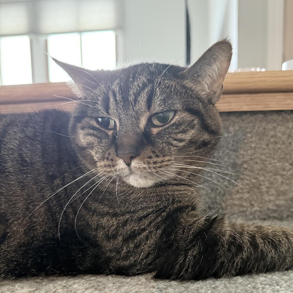 Enlarge Ivy, a ADOPTABLE Domestic Short Hair in Plymouth, MN image 3/6