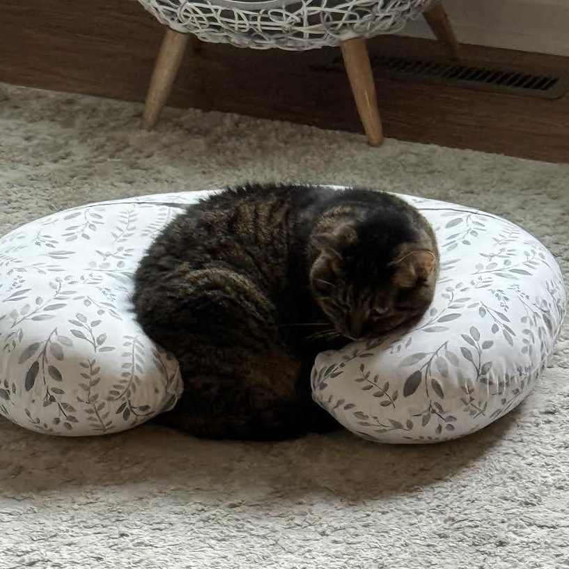 Enlarge Ivy, a ADOPTABLE Domestic Short Hair in Plymouth, MN image 2/6