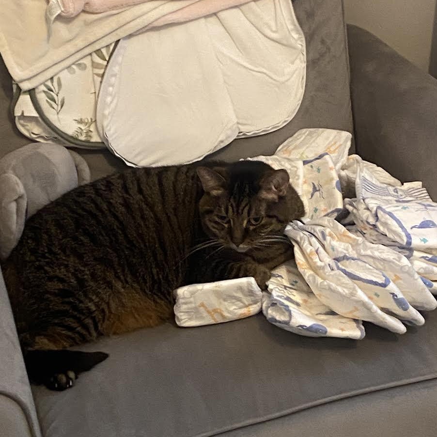 Enlarge Ivy, a ADOPTABLE Domestic Short Hair in Plymouth, MN image 6/6