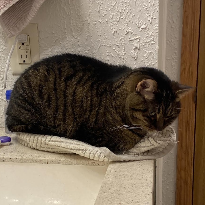 Enlarge Ivy, a ADOPTABLE Domestic Short Hair in Plymouth, MN image 5/6