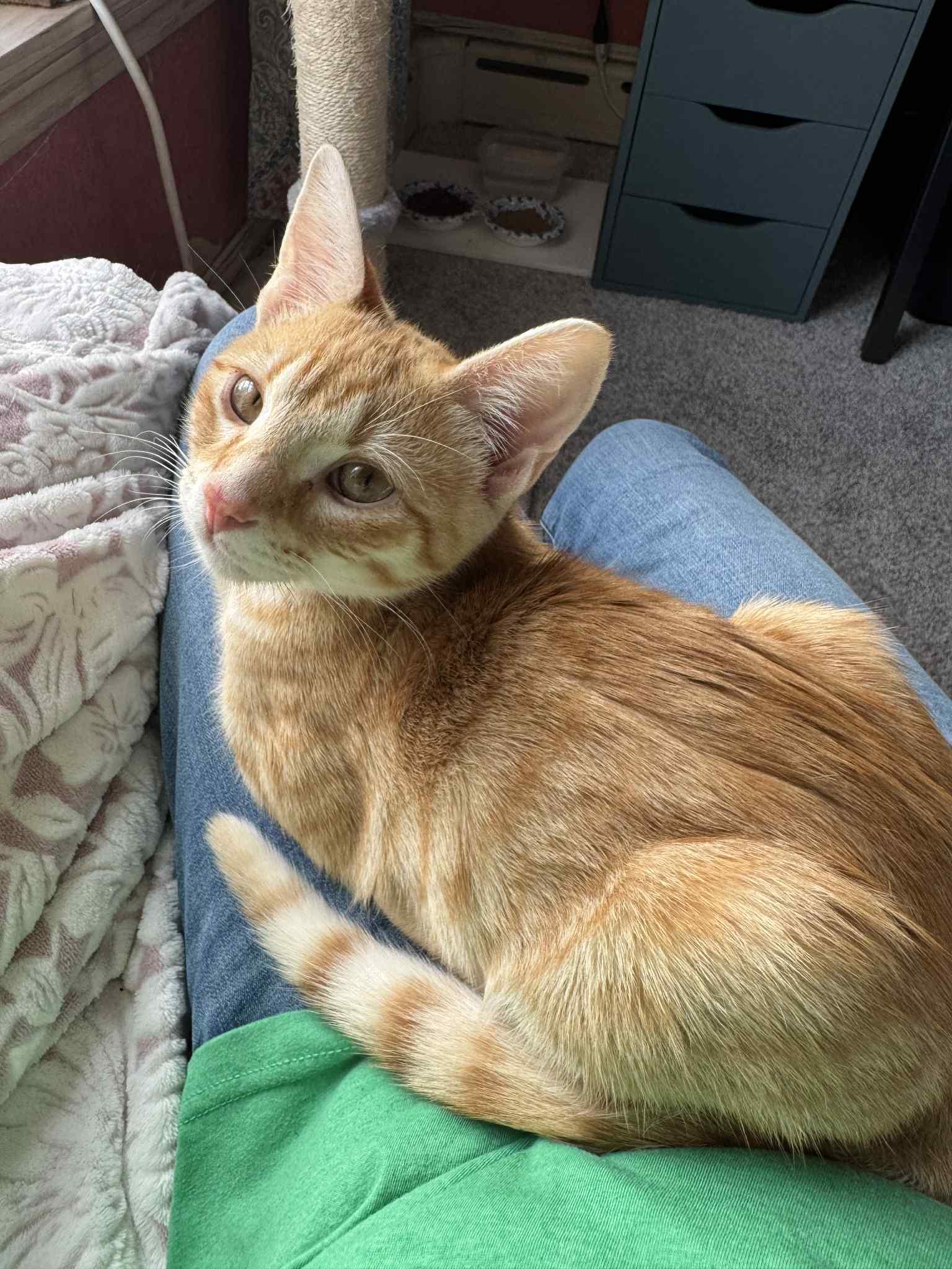 Enlarge Purrlock Holmes, a Adoptable Domestic Short Hair in Billerica, MA image 3/6