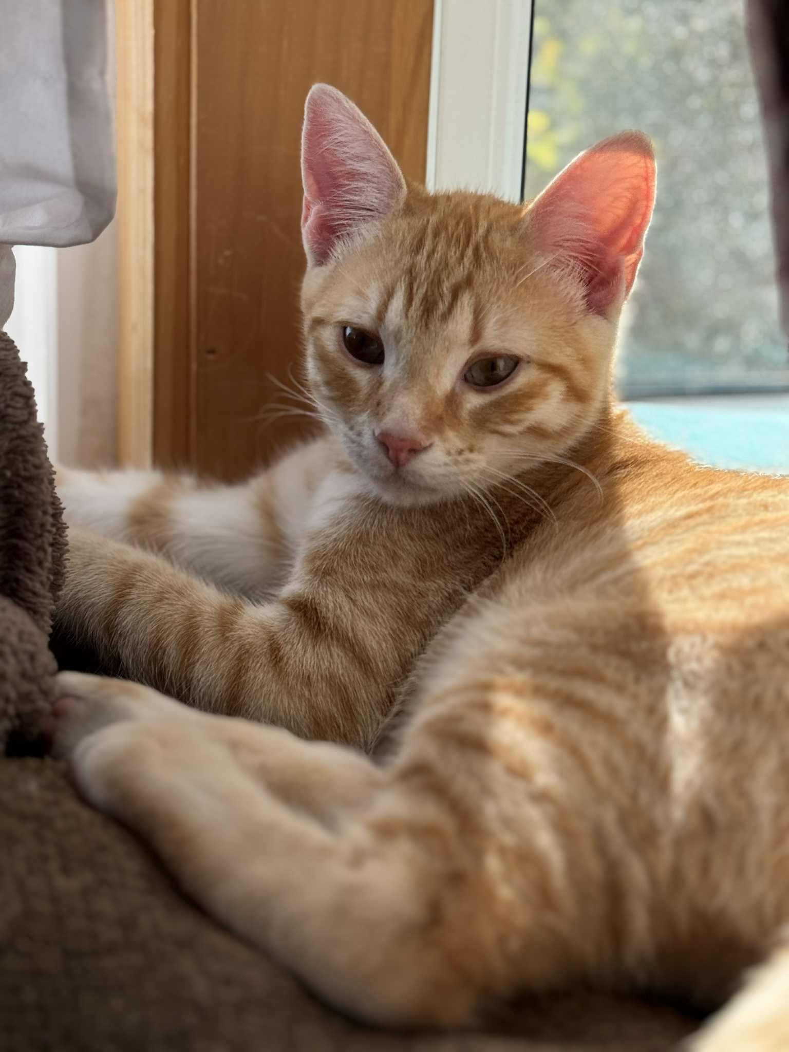 Purrlock Holmes, Adoptable, Kitten Male Domestic Short Hair.