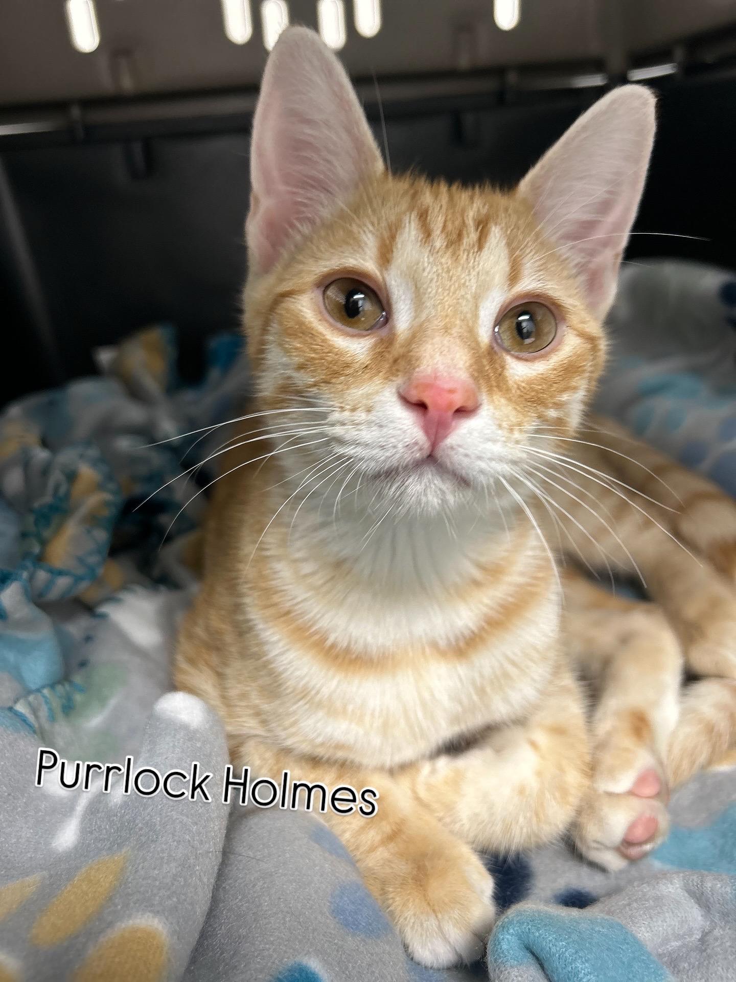 Enlarge Purrlock Holmes, a Adoptable Domestic Short Hair in Billerica, MA image 5/6