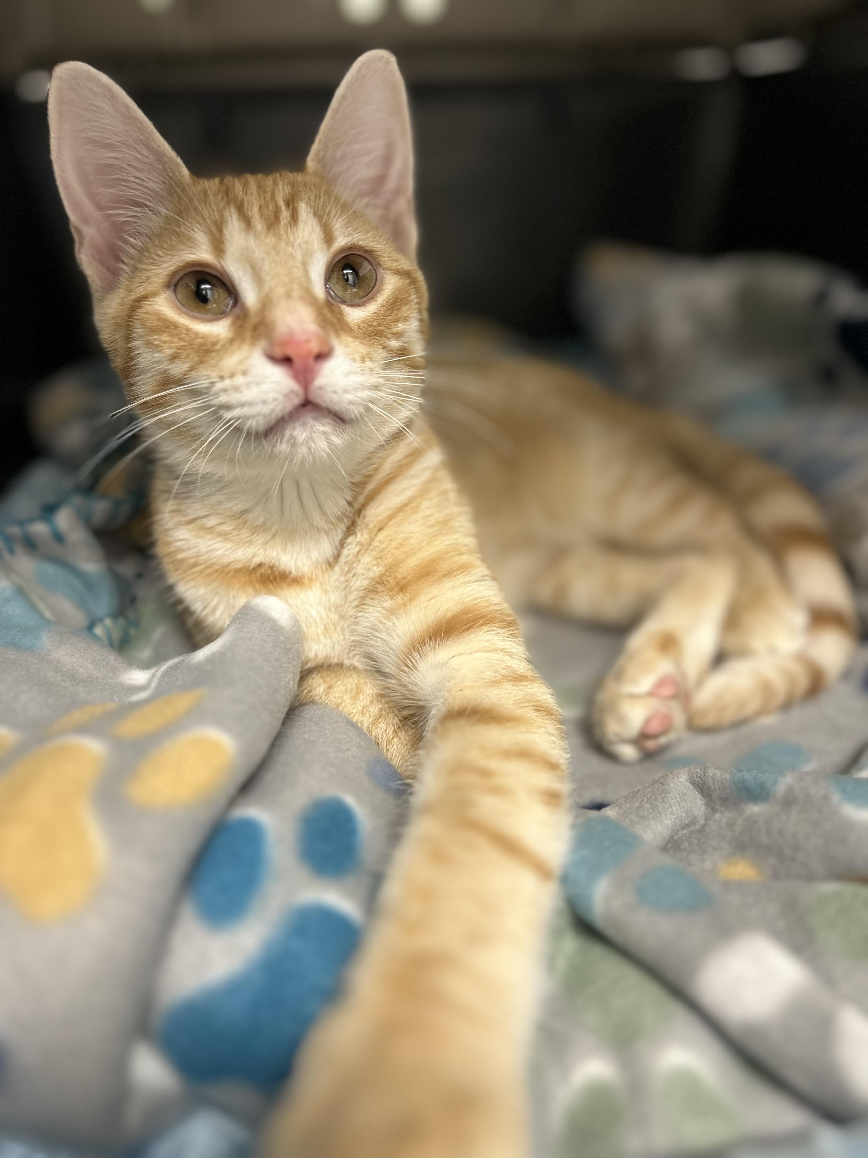 Enlarge Purrlock Holmes, a Adoptable Domestic Short Hair in Billerica, MA image 6/6