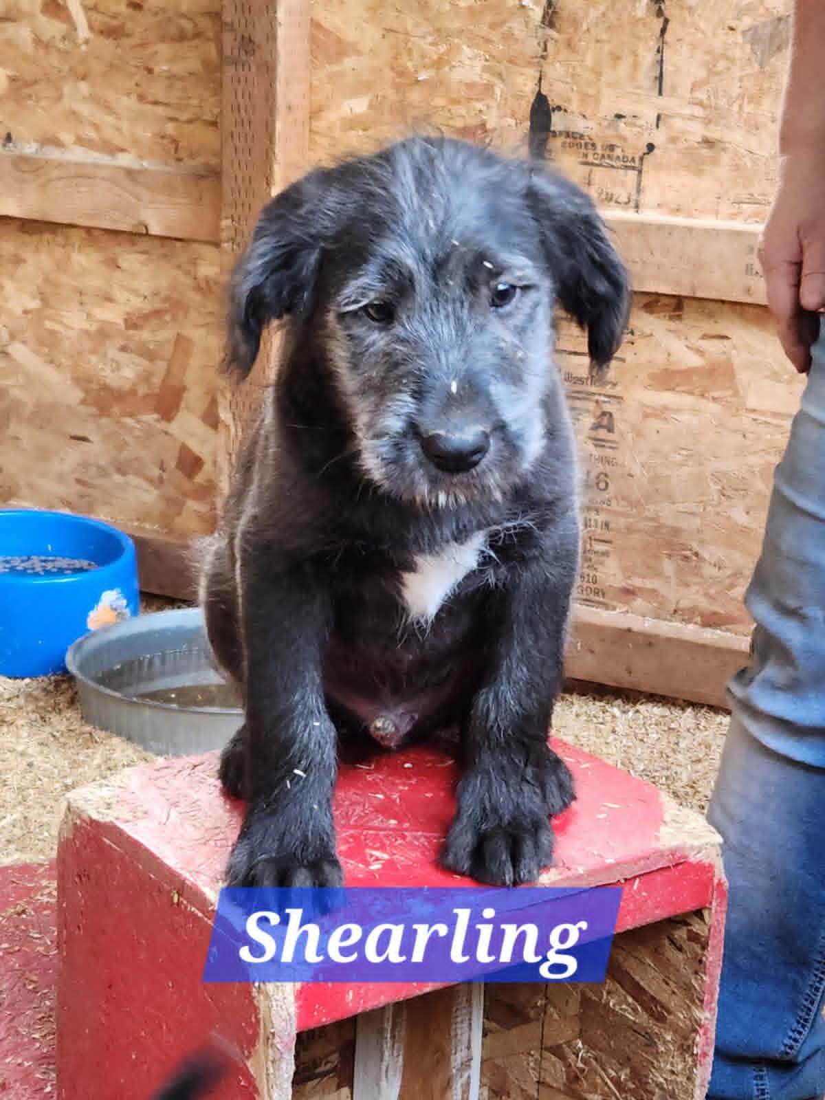 Bo, Brook, Peep, Shearling, a ADOPTABLE mixed breed in Lewiston, ID image 5/5
