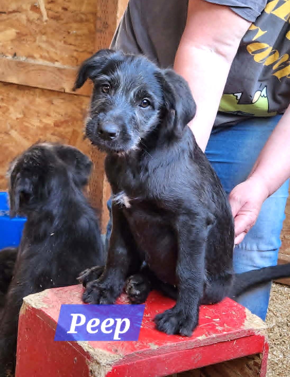Bo, Brook, Peep, Shearling, a ADOPTABLE mixed breed in Lewiston, ID image 2/5