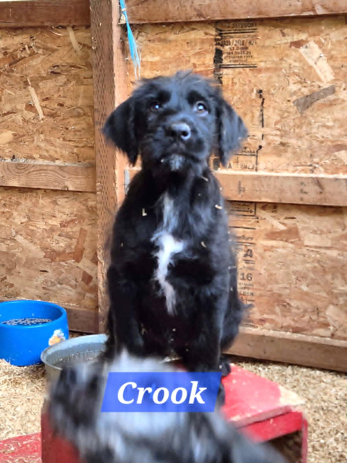Bo, Brook, Peep, Shearling, a ADOPTABLE mixed breed in Lewiston, ID image 4/5