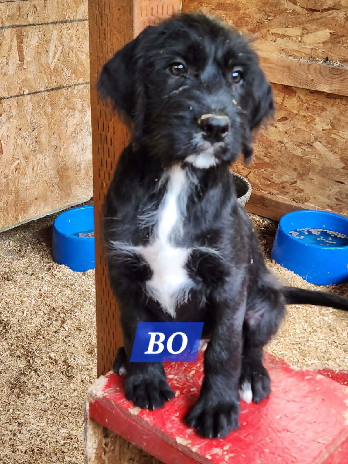 Bo, Brook, Peep, Shearling, a ADOPTABLE mixed breed in Lewiston, ID image 3/5