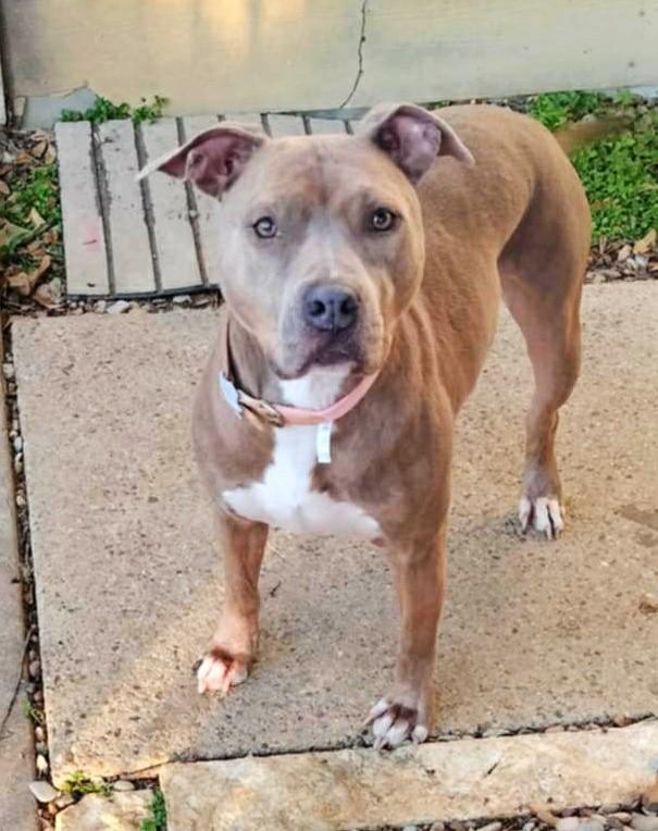 GEMMA, an adoptable Pit Bull Terrier Mix in fort worth, TX_image-1