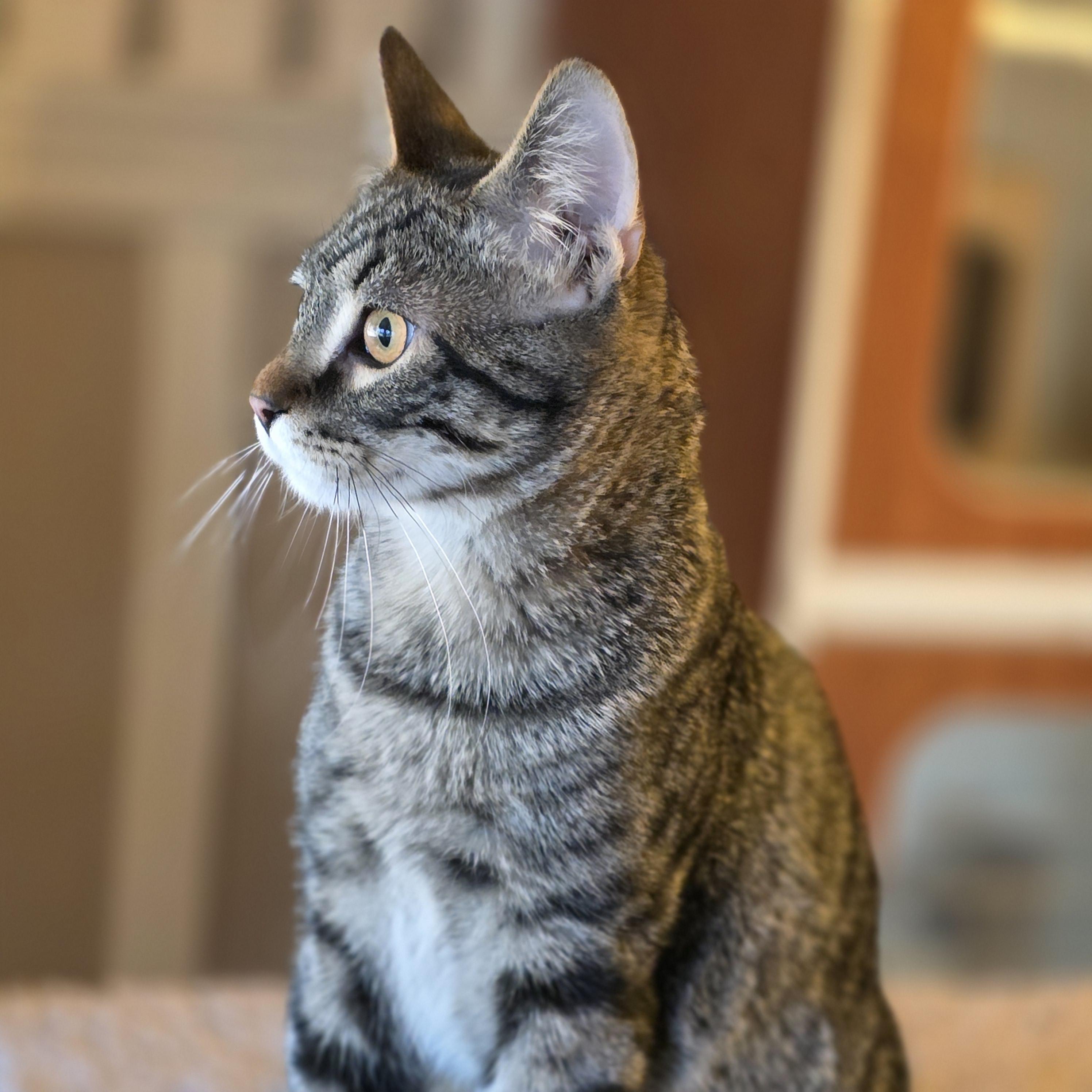 Von, Adoptable, Young Male Domestic Short Hair.