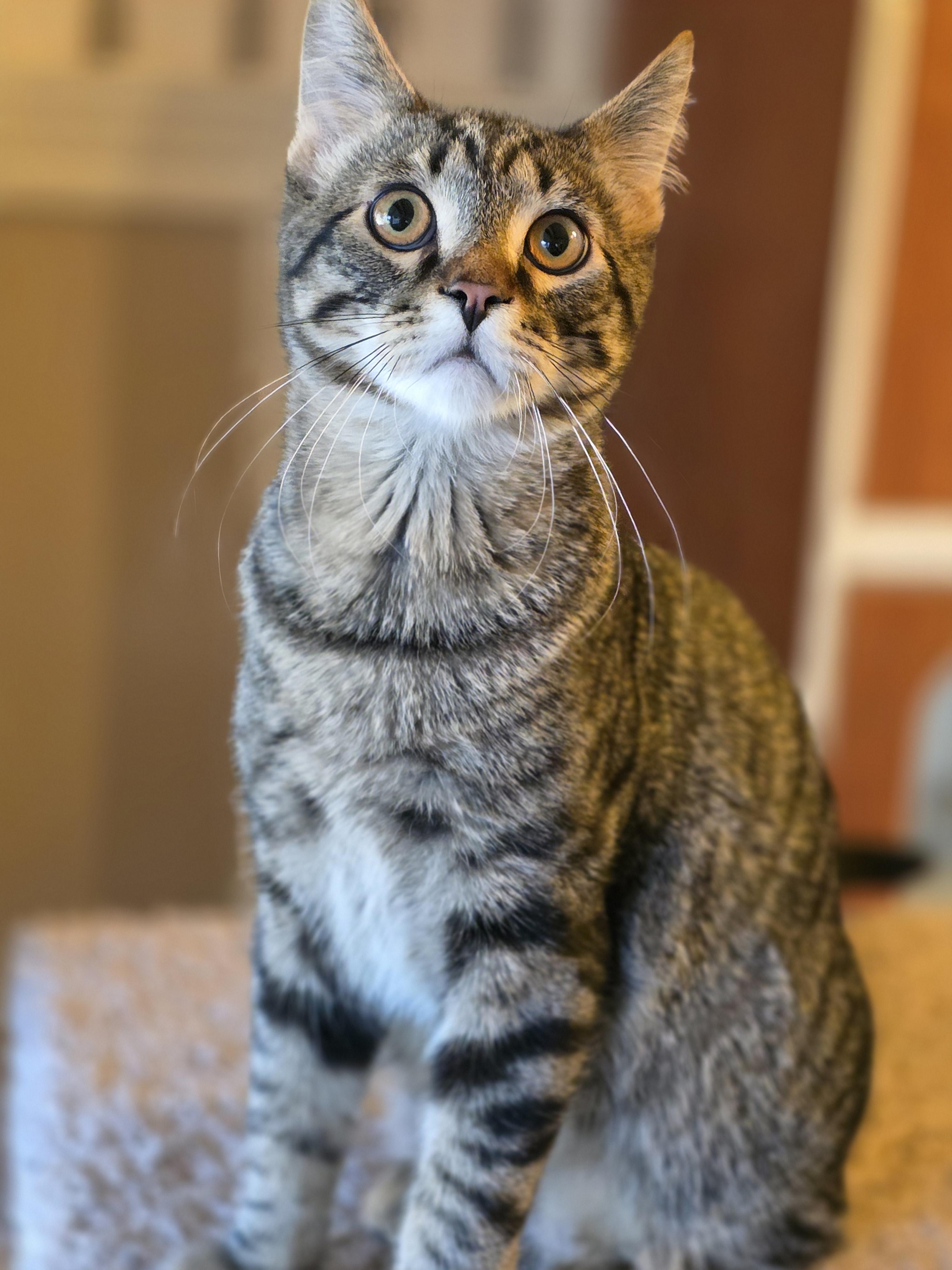 Enlarge Von, a Adoptable mixed breed in Kamloops, BC image 2/6