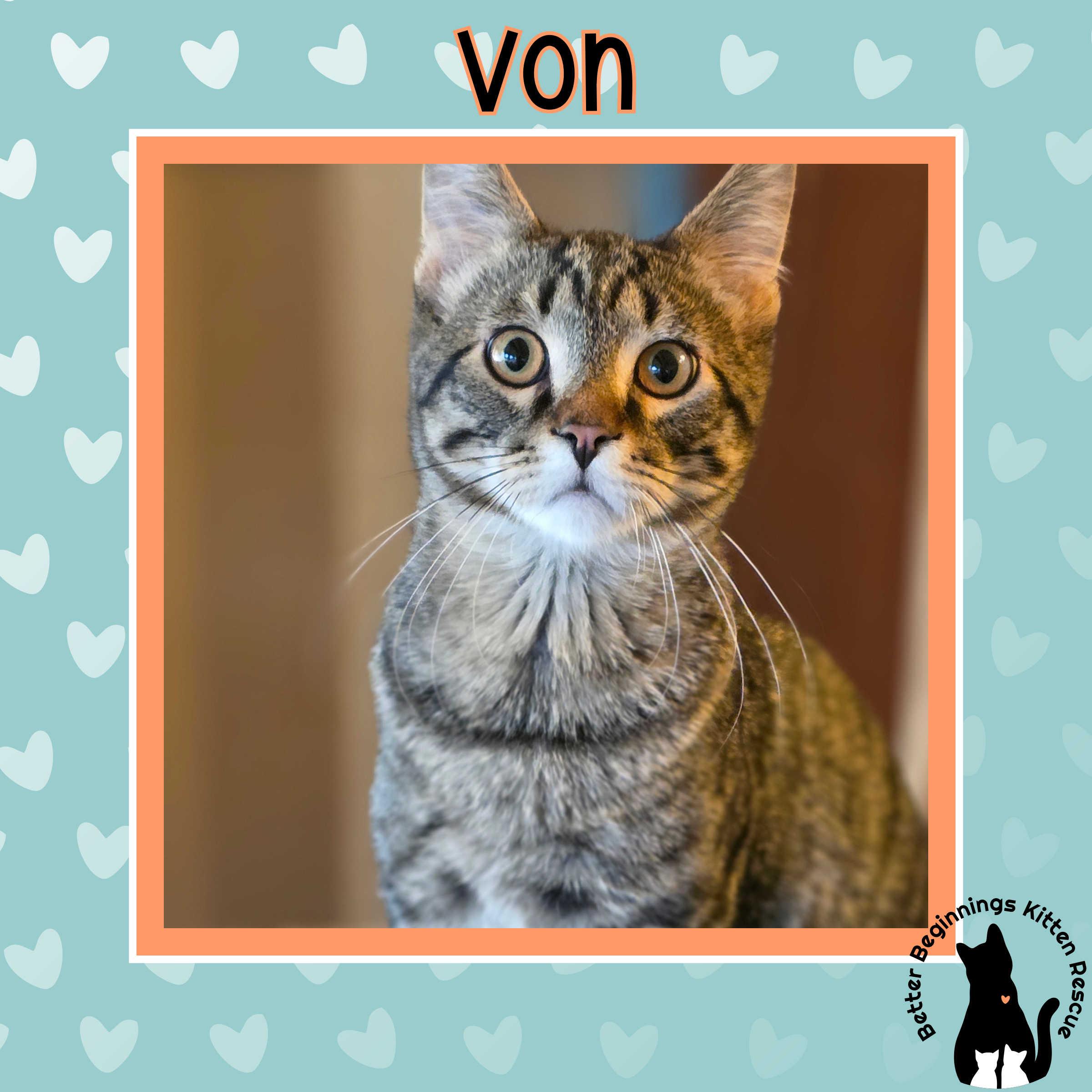 Enlarge Von, a Adoptable mixed breed in Kamloops, BC image 3/6