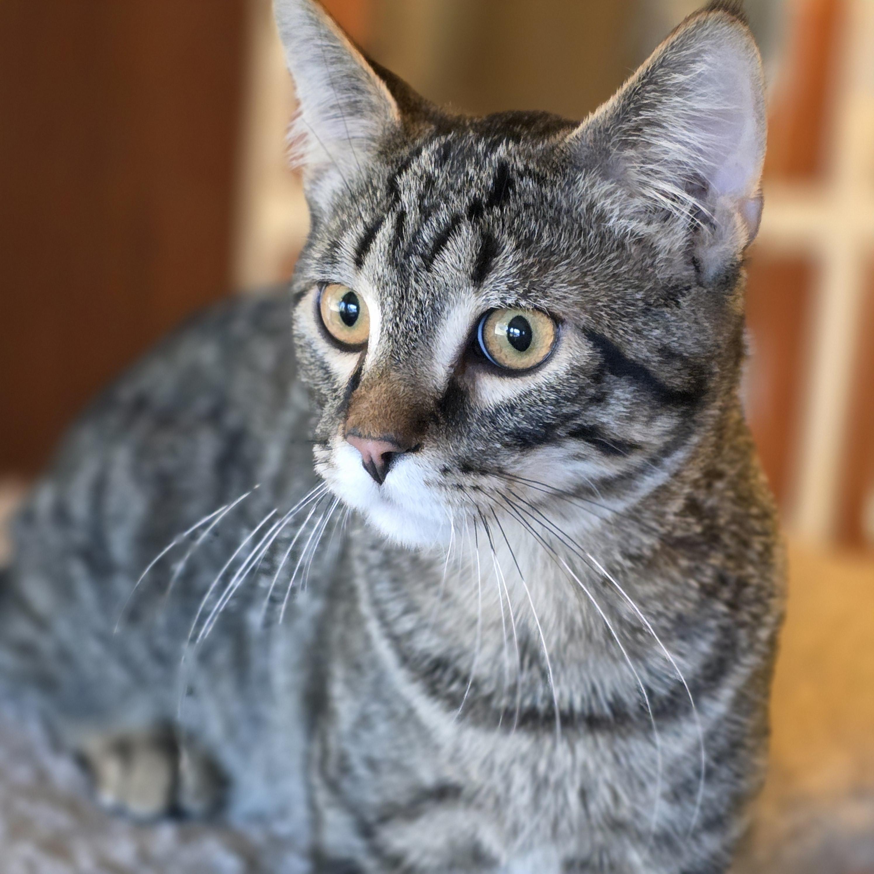Enlarge Von, a Adoptable mixed breed in Kamloops, BC image 4/6