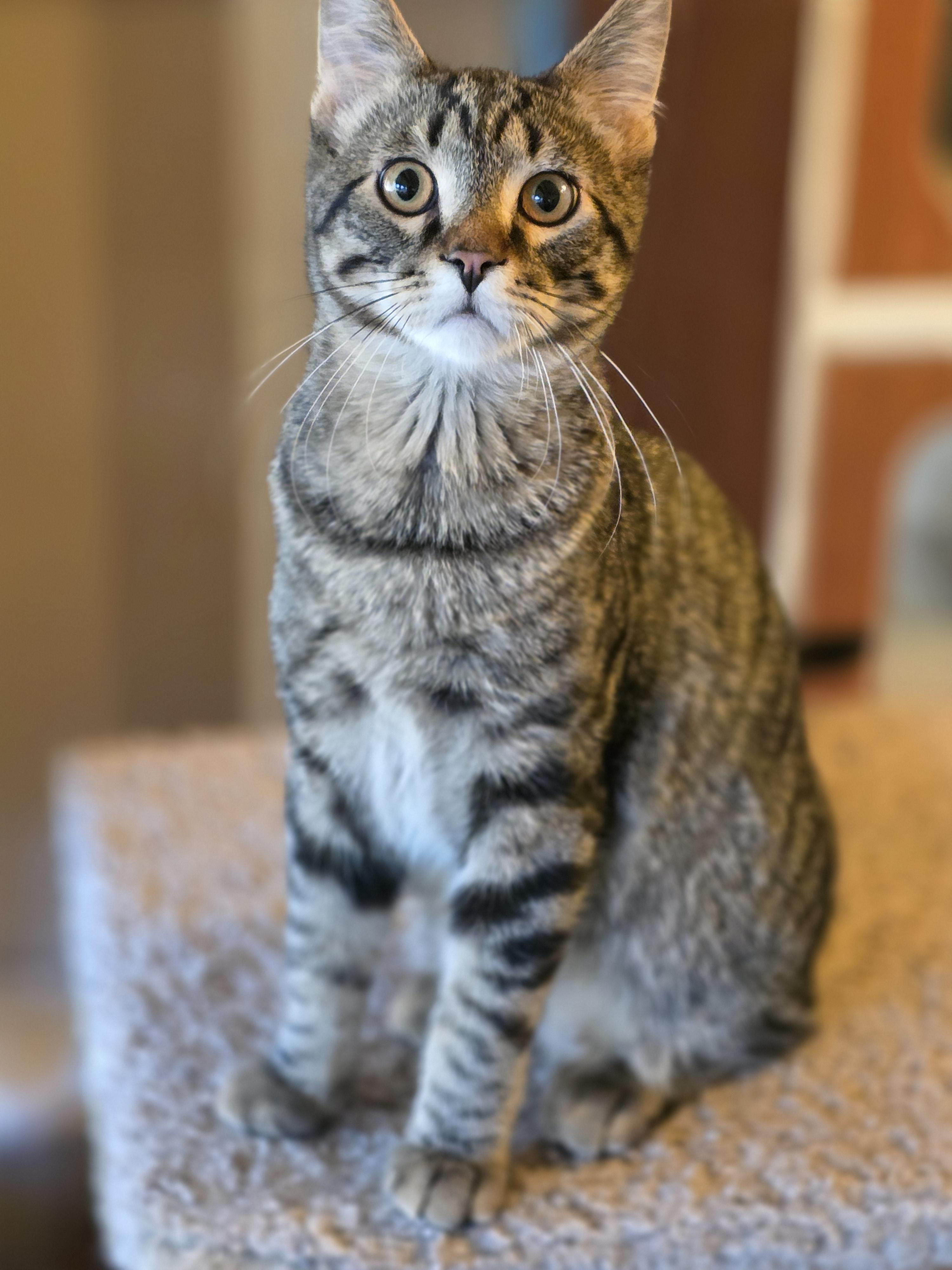 Enlarge Von, a Adoptable mixed breed in Kamloops, BC image 5/6