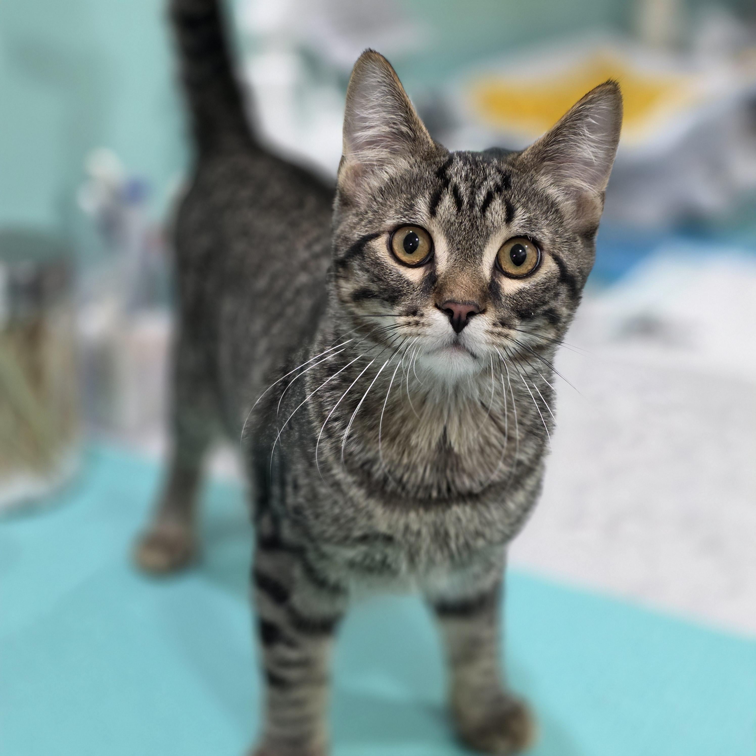Enlarge Von, a Adoptable mixed breed in Kamloops, BC image 6/6