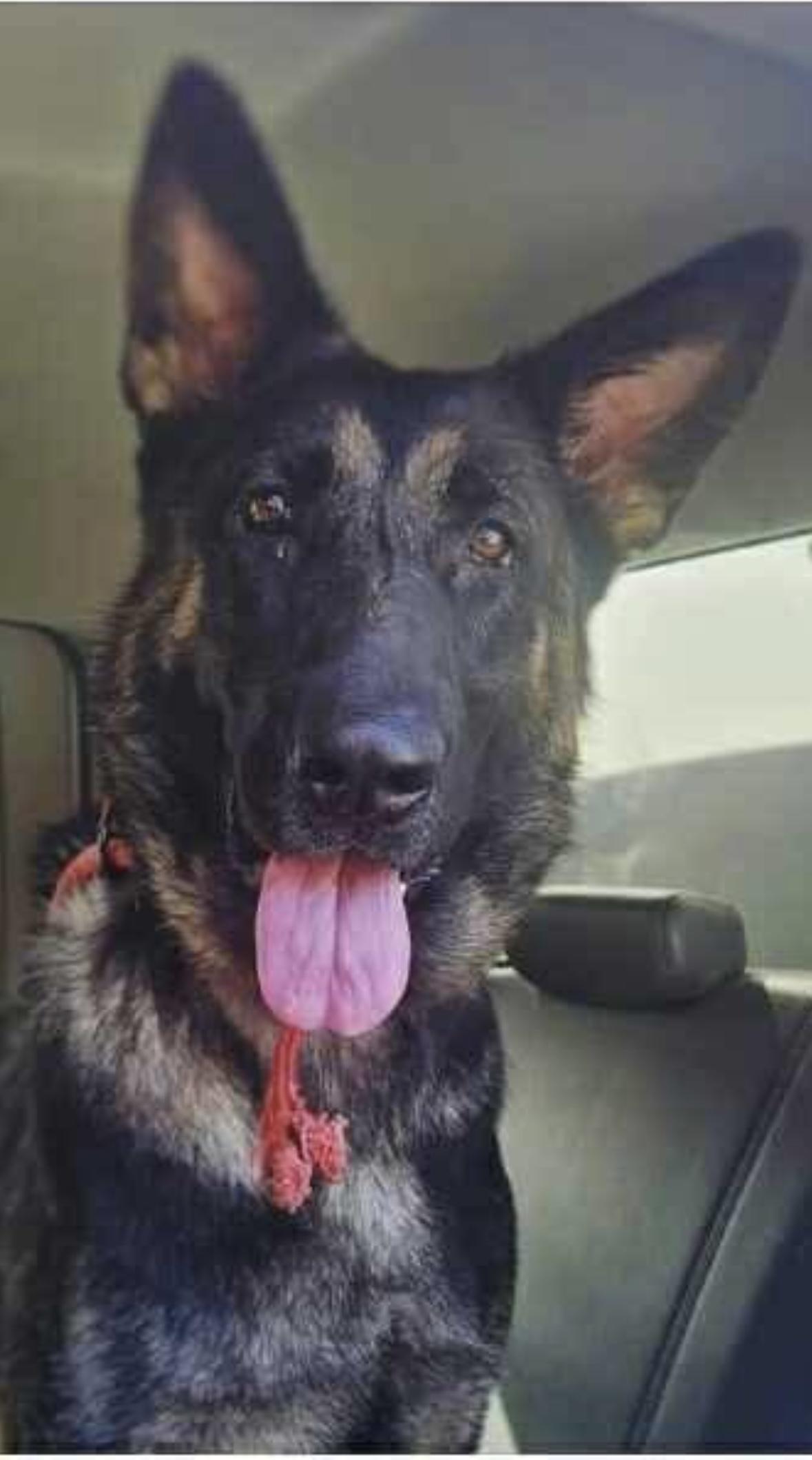 Enlarge Bella , a ADOPTABLE German Shepherd Dog in York, PA image 1/1