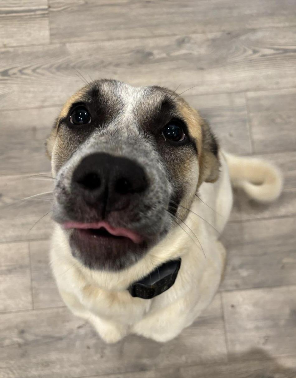 Brandi, a Adoptable mixed breed in Woburn, MA image 4/5