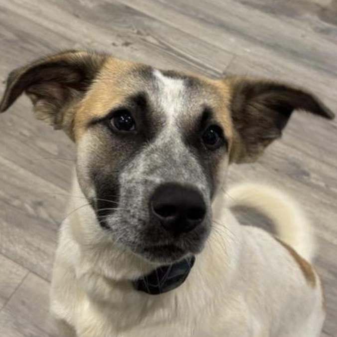 Brandi, a Adoptable mixed breed in Woburn, MA image 1/5