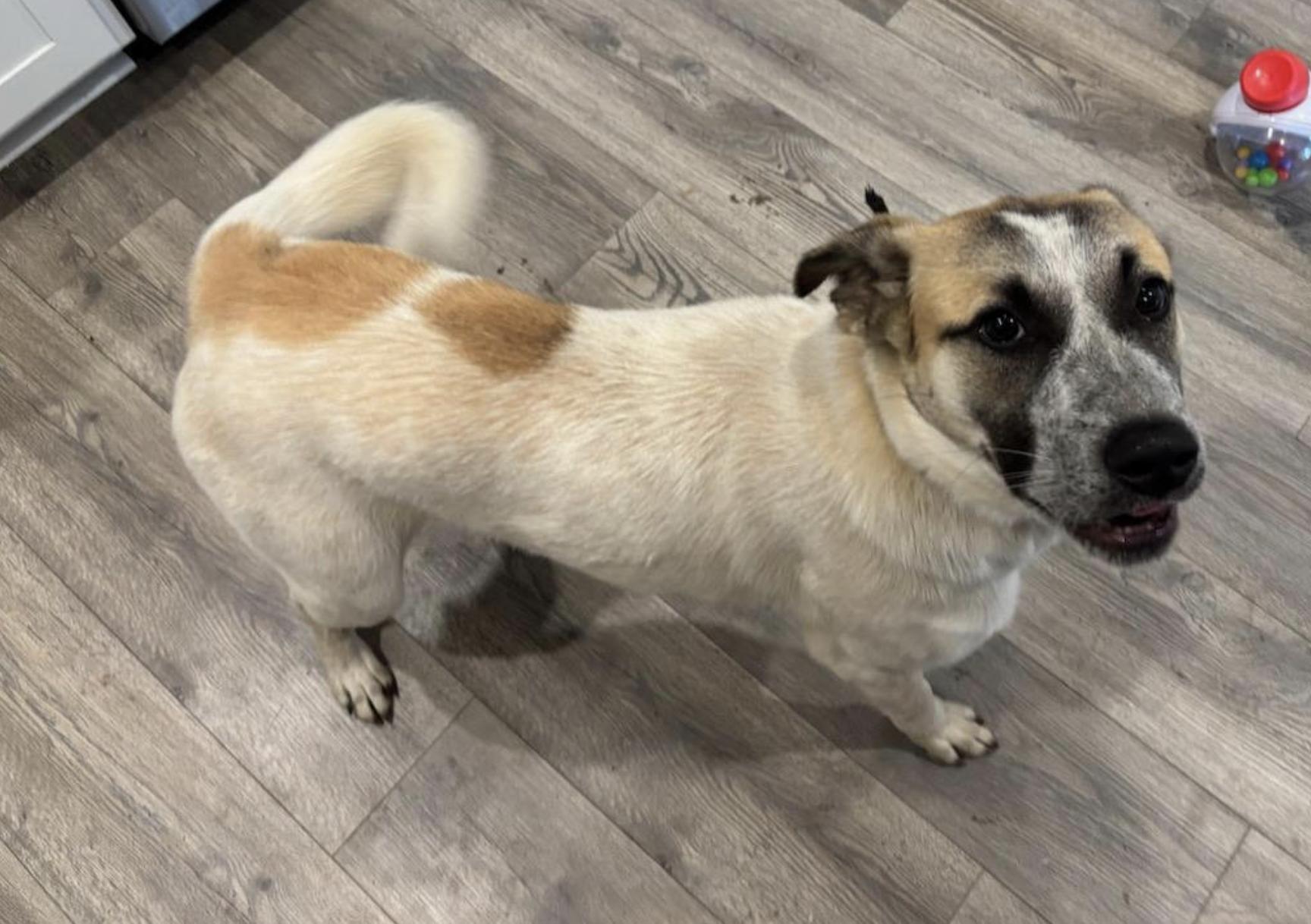 Brandi, a Adoptable mixed breed in Woburn, MA image 5/5