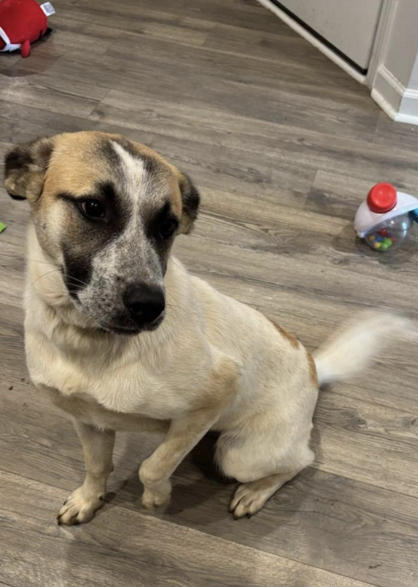 Brandi, a Adoptable mixed breed in Woburn, MA image 3/5