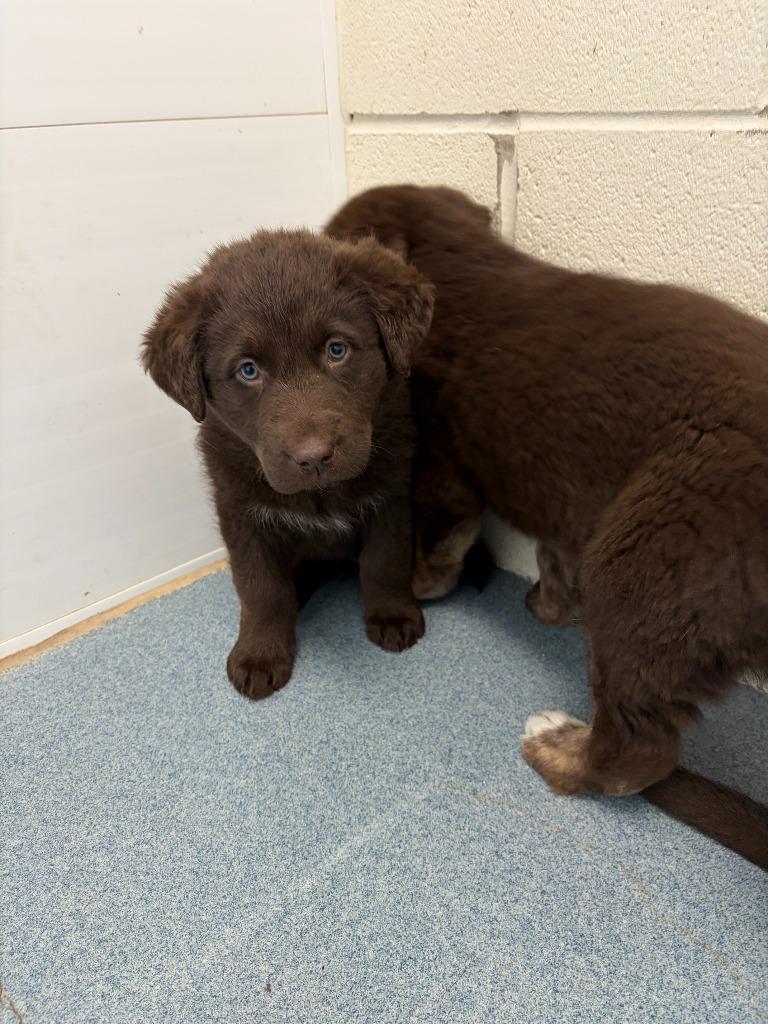 Pearl (Maple), Adopted, Young Female Chocolate Labrador Retriever & German Shepherd Dog.