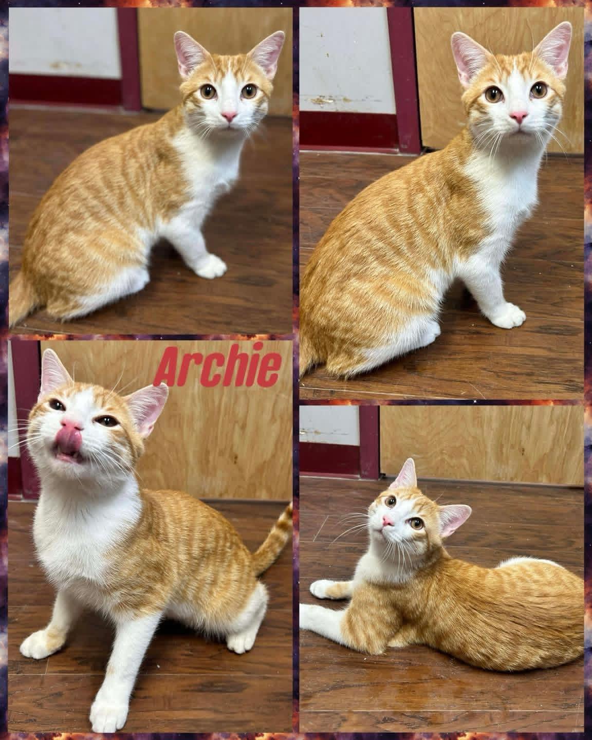 Archie , ADOPTABLE, Young Male Domestic Short Hair.