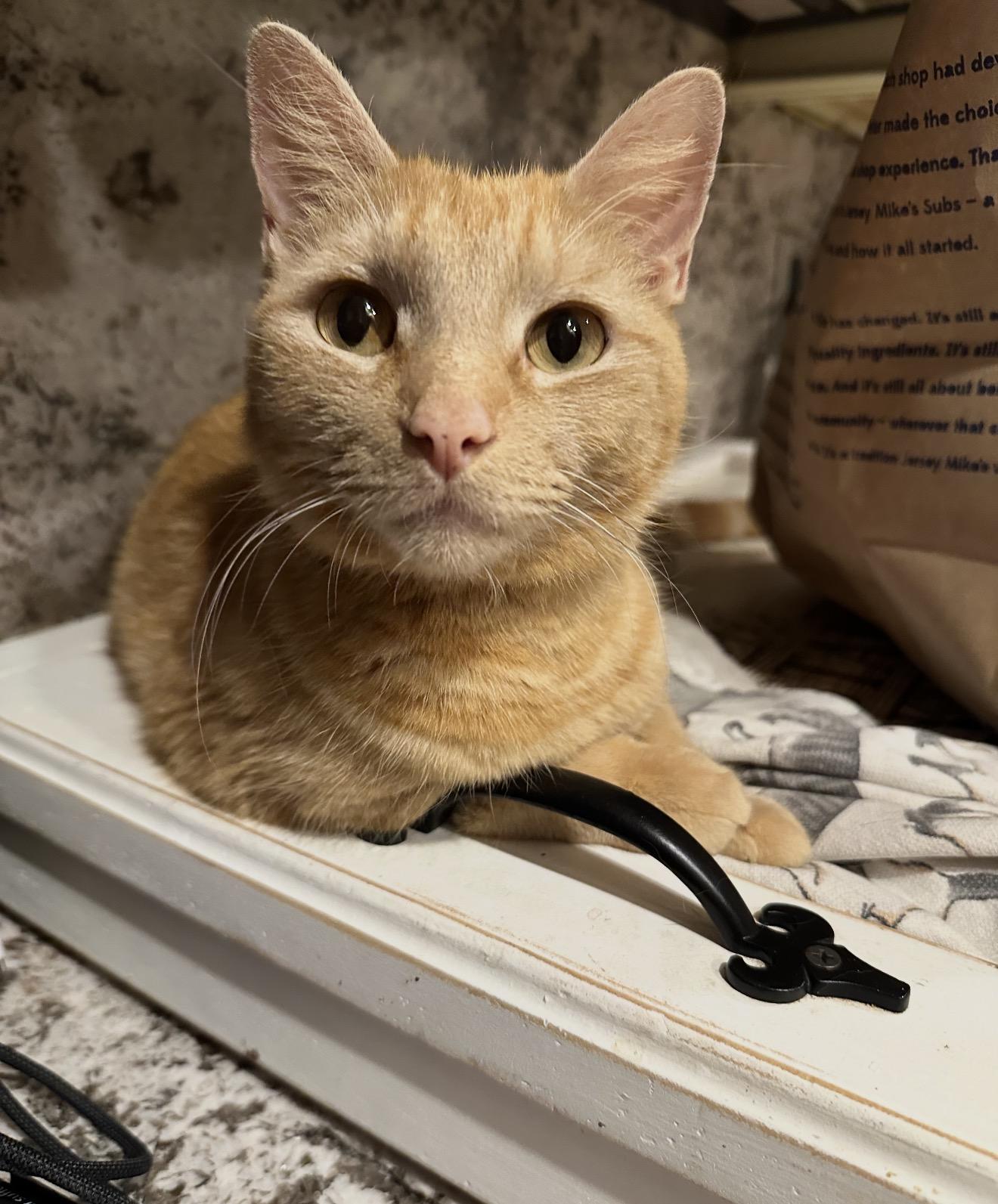 Enlarge Cara Cara and Annette , a Adoptable Domestic Short Hair in Staten Island, NY image 6/6