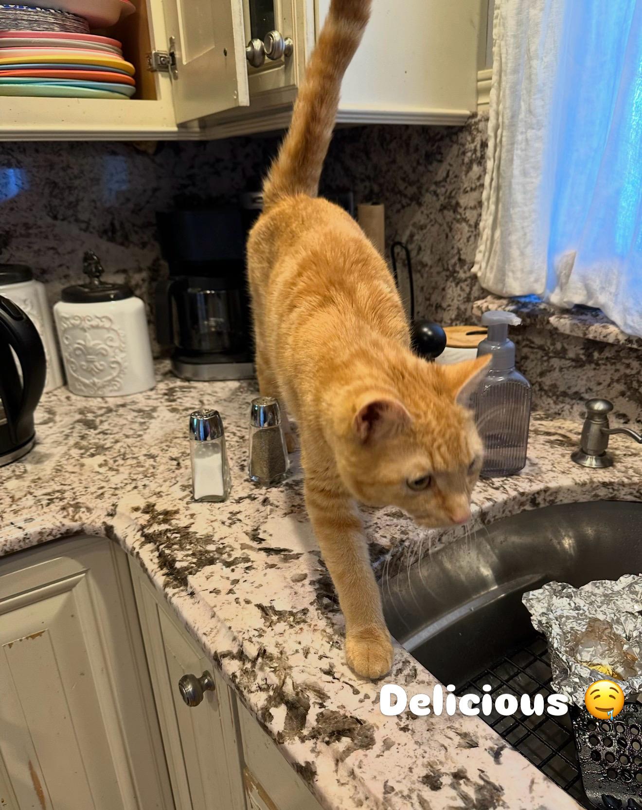 Enlarge Cara Cara and Annette , a Adoptable Domestic Short Hair in Staten Island, NY image 5/6