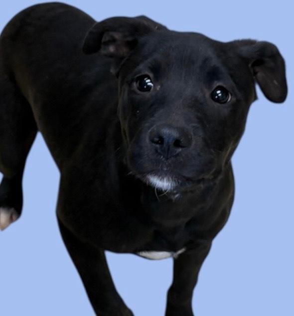 Skye, ADOPTABLE, Puppy Female Pit Bull Terrier.