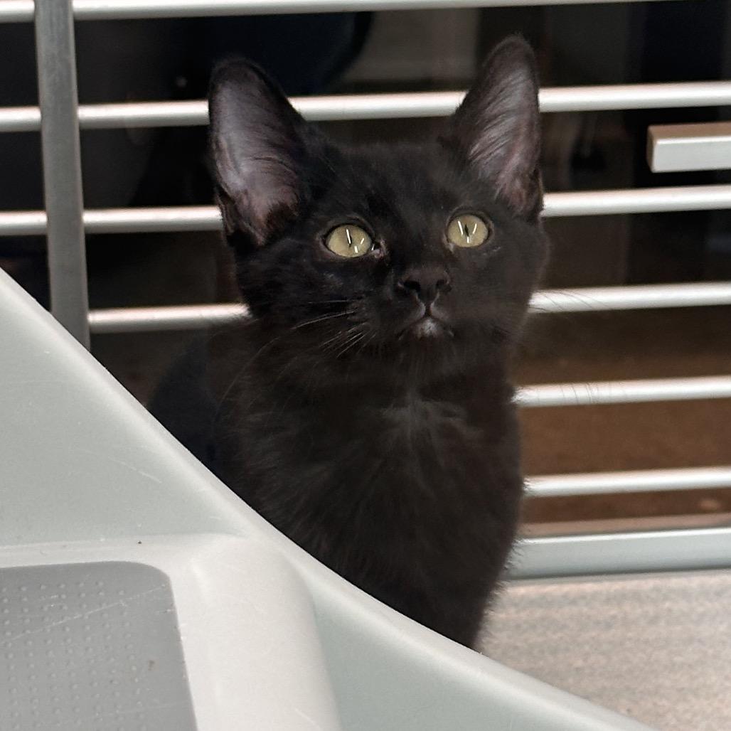Enlarge Obsidian, a Adoptable Domestic Short Hair in Hailey, ID image 1/3