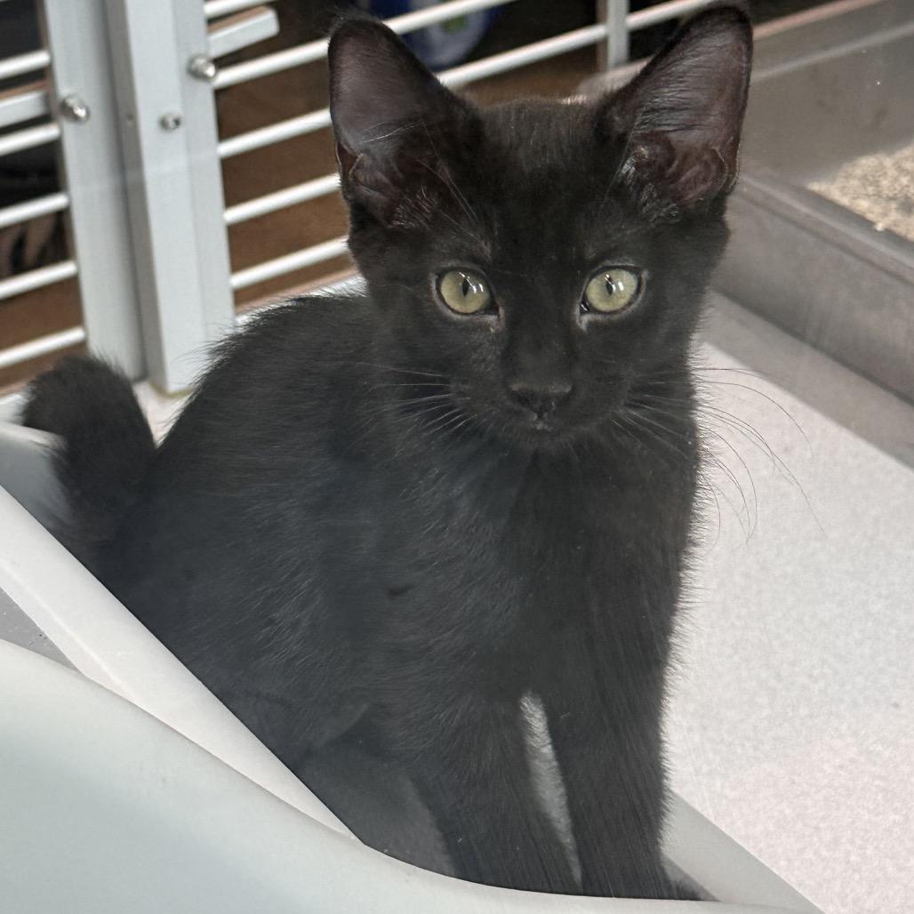 Enlarge Obsidian, a Adoptable Domestic Short Hair in Hailey, ID image 2/3