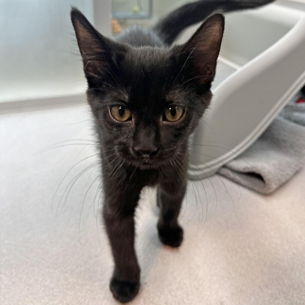 Enlarge Obsidian, a Adoptable Domestic Short Hair in Hailey, ID image 3/3