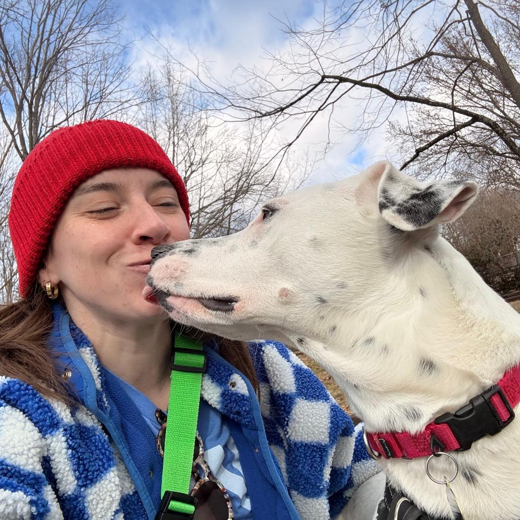 Marina, Adoptable, Adult Female Pit Bull Terrier & Australian Cattle Dog / Blue Heeler.