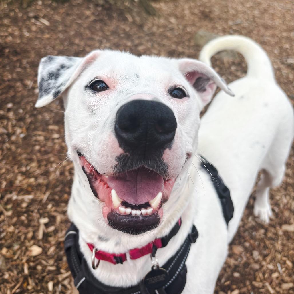 Enlarge Marina, a Adoptable mixed breed in Nashville, TN image 3/6
