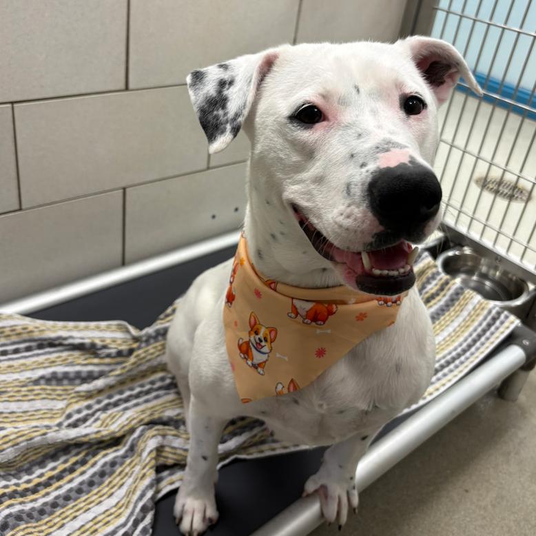 Enlarge Marina, a Adoptable mixed breed in Nashville, TN image 6/6