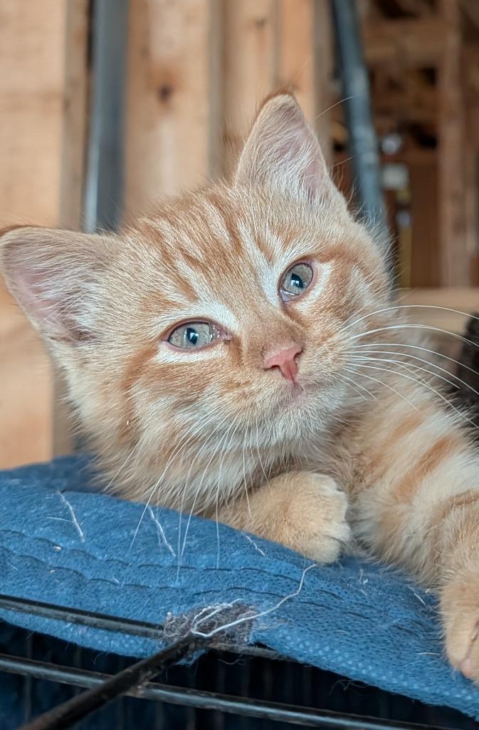 Enlarge George, a Adopted mixed breed in Shelbyville, TN image 1/1