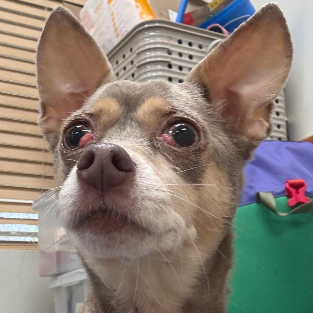 Loki — thumbnail 2