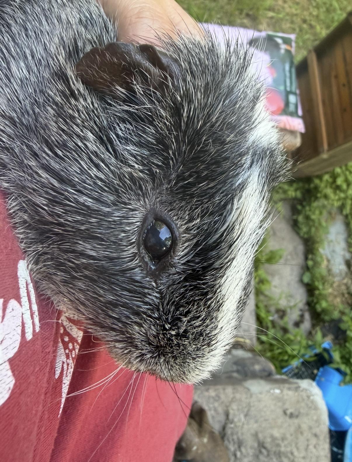 Grey, ADOPTABLE, Adult Male Guinea Pig.