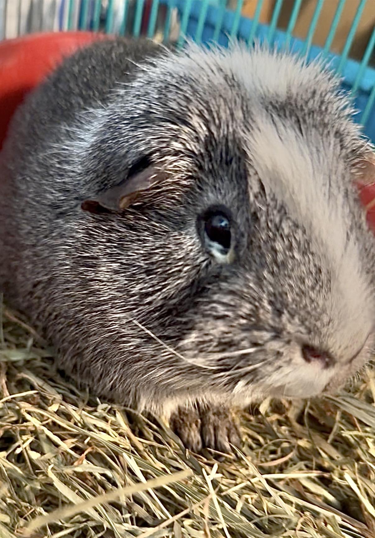 Enlarge Grey, a ADOPTABLE Guinea Pig in Salisbury Mills, NY image 2/2