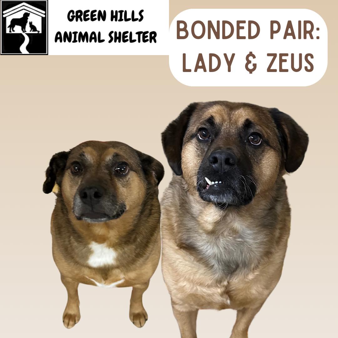 Lady & Zeus, a Adoptable mixed breed image 2/7