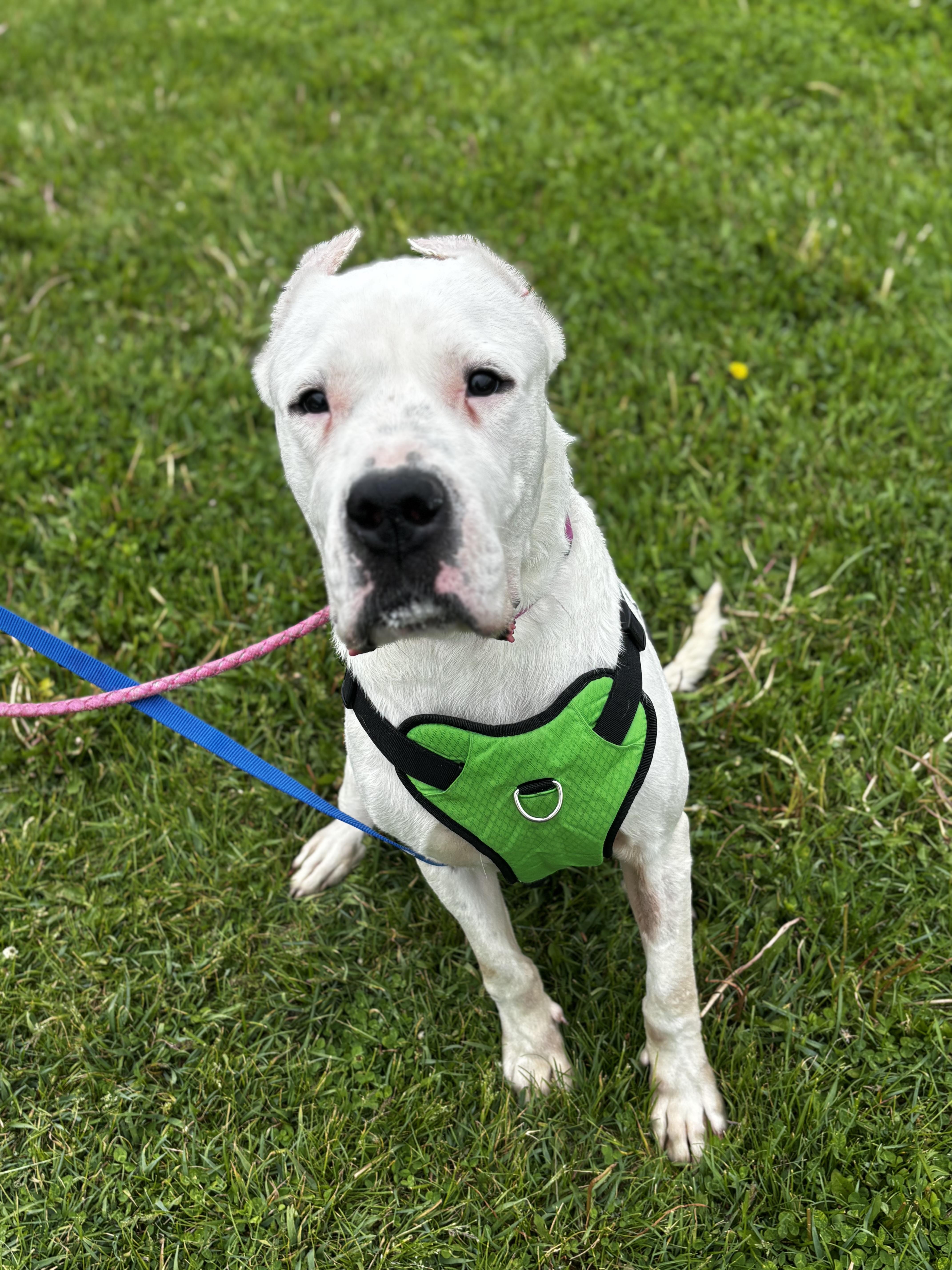 Pink, a ADOPTABLE Dogo Argentino in Dodgeville, WI image 1/2