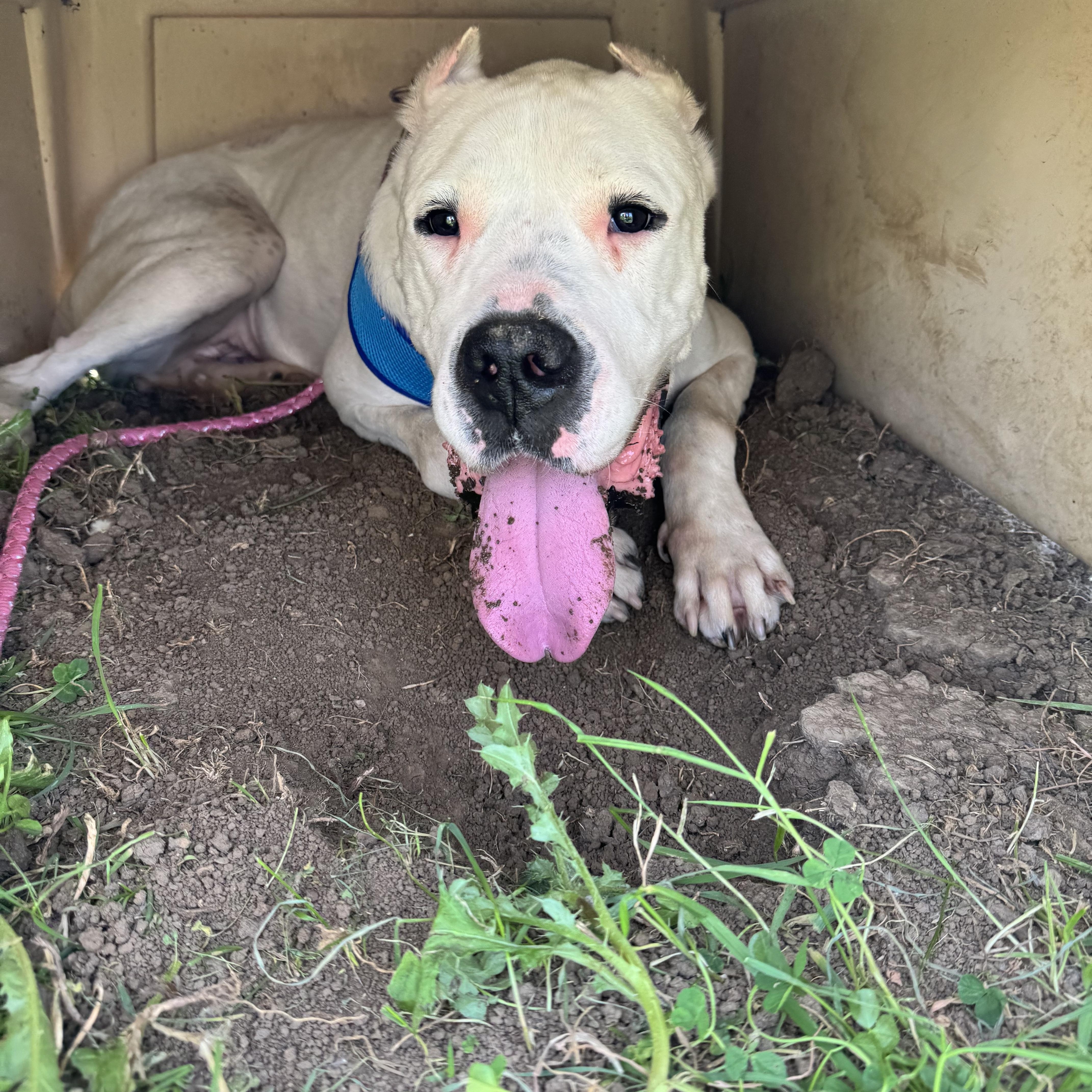 Pink, a ADOPTABLE Dogo Argentino in Dodgeville, WI image 5/5