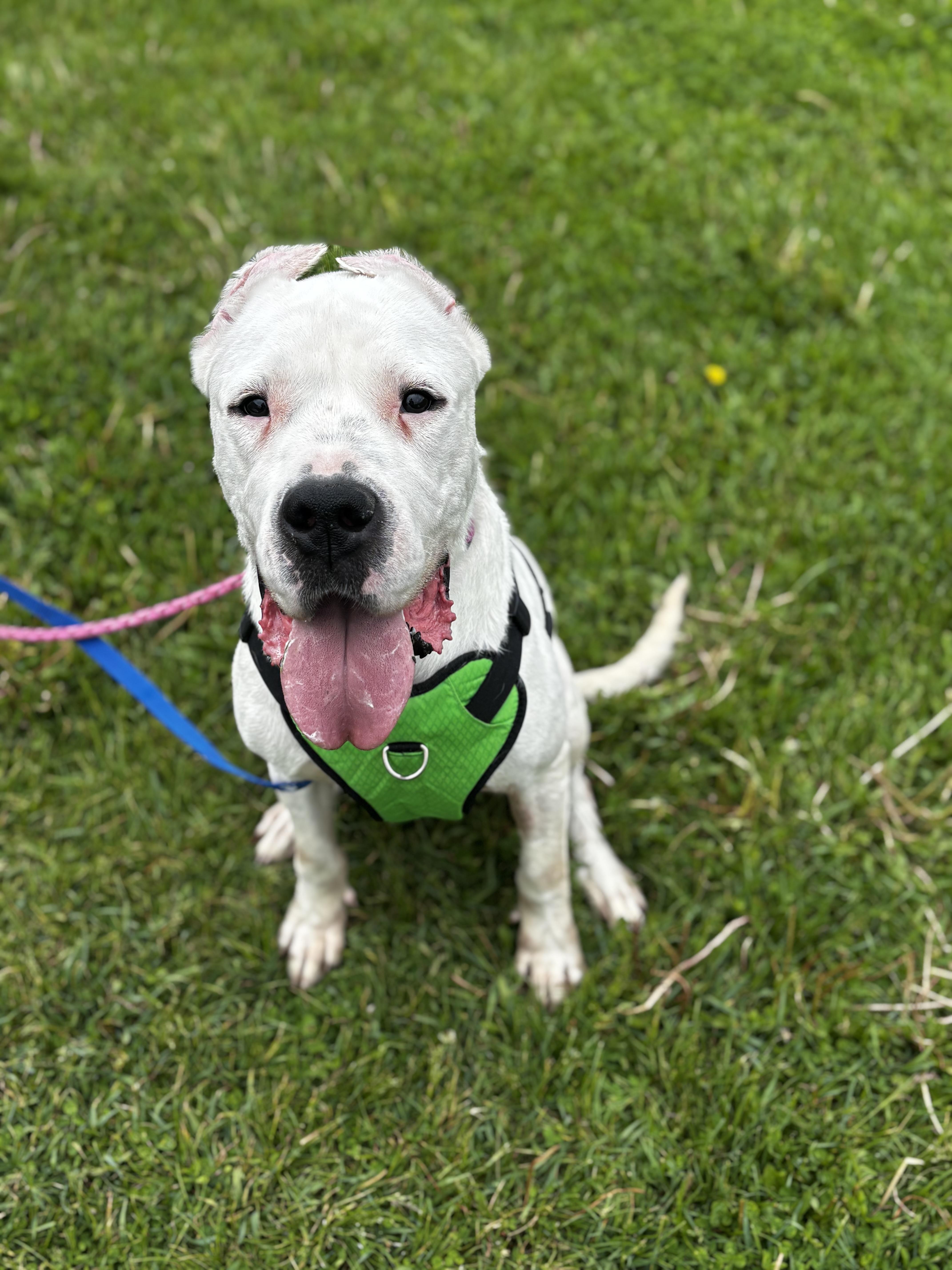 Pink, a ADOPTABLE Dogo Argentino in Dodgeville, WI image 2/2