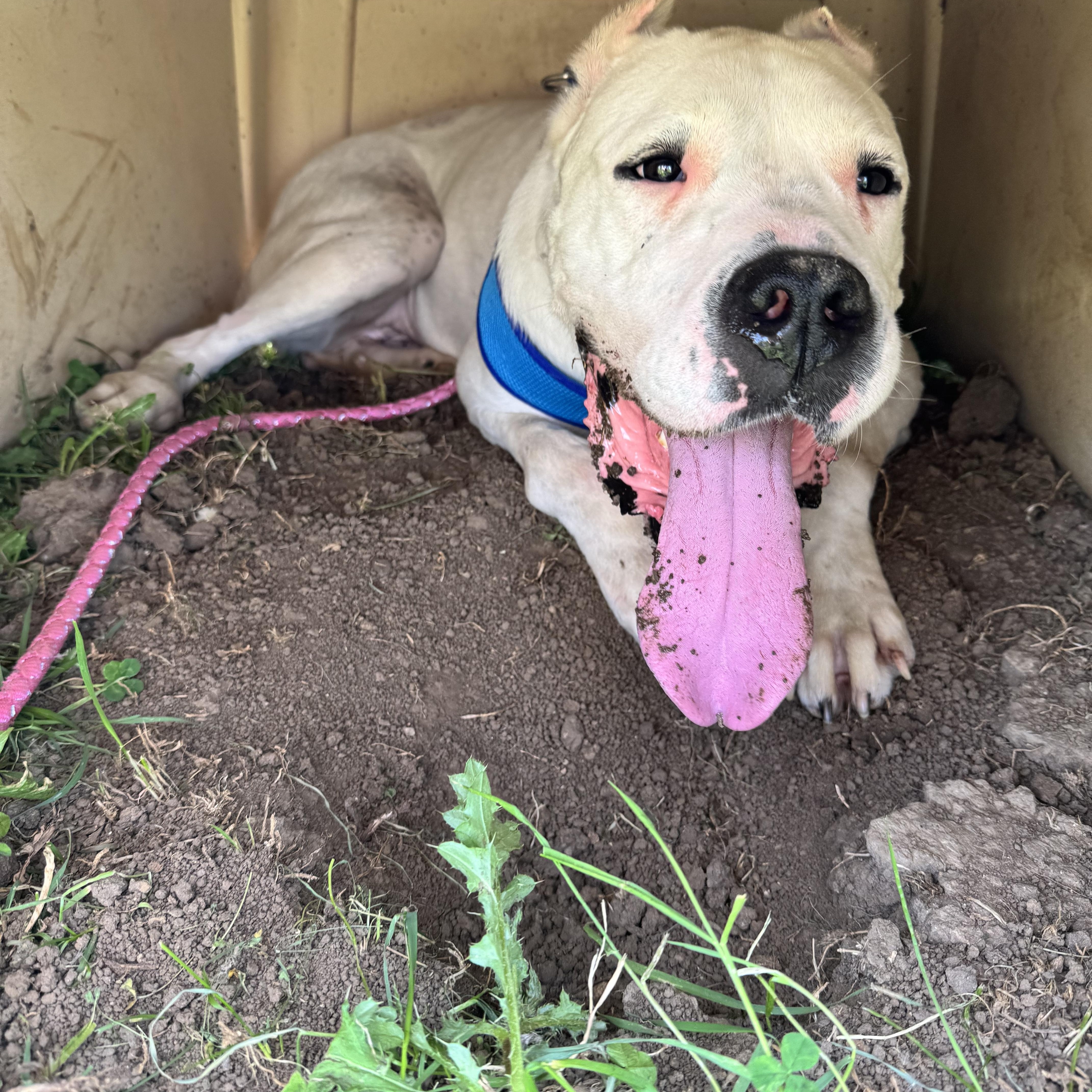 Pink, a ADOPTABLE Dogo Argentino in Dodgeville, WI image 4/5