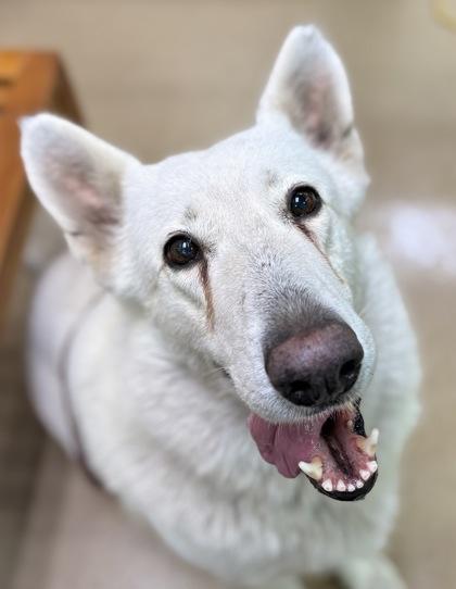 Marly, Adoptable, Adult Female German Shepherd Dog & Mixed Breed.