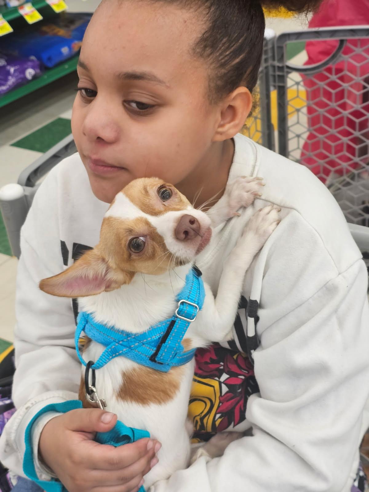 Enlarge Stripes, a ADOPTABLE mixed breed in Joliet, IL image 2/2