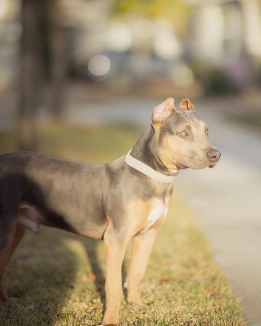 Walter, ADOPTABLE, Young Male American Bully.