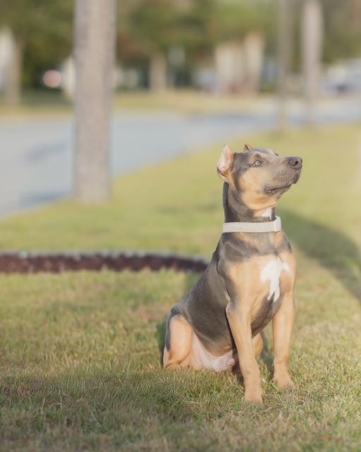 Walter, an adopted mixed breed in Orlando, FL image 3/6