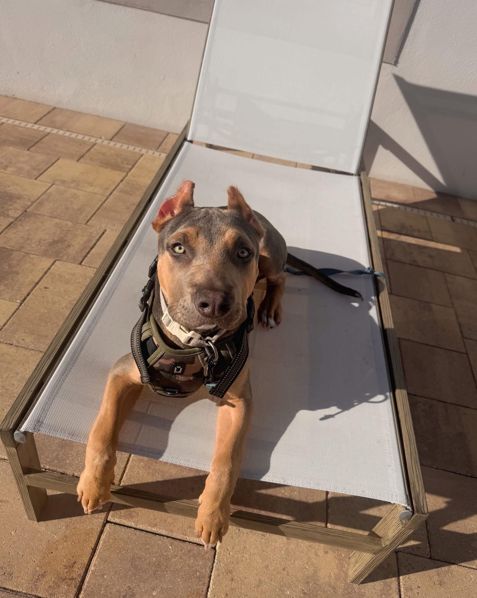 Enlarge Walter, a ADOPTABLE mixed breed in Orlando, FL image 2/2