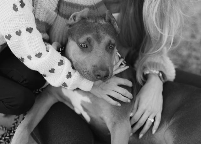Walter, an adopted mixed breed in Orlando, FL image 5/6